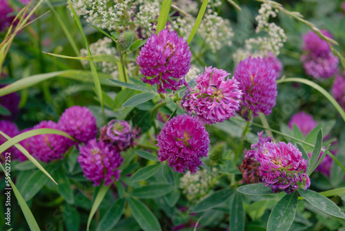 In the meadow, among the wild grasses blooms clover Trifolium medium.