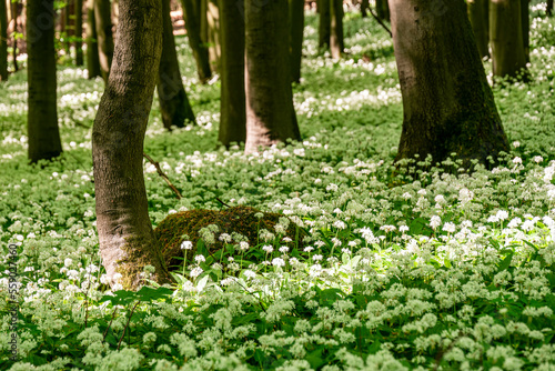 Fototapeta Naklejka Na Ścianę i Meble -  Beautiful spring forest scene with huge fields of wild garlic (Allium ursinum) all around the trees, Ith-Hils-Weg, Ith, Weserbergland, Germany