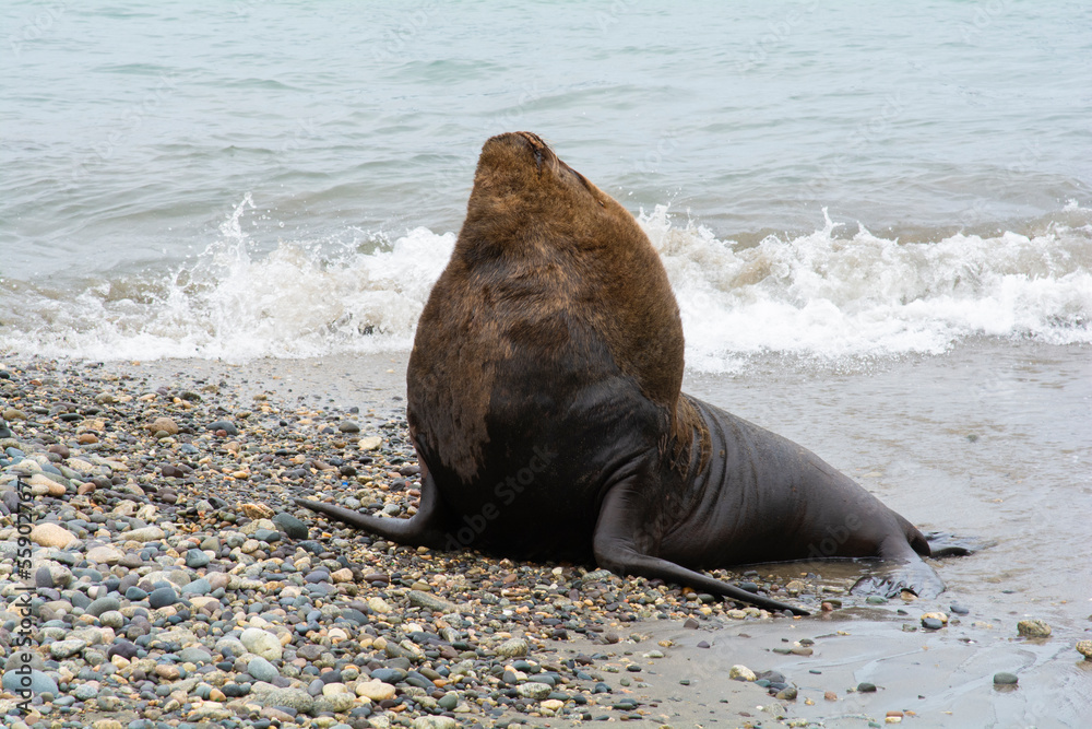 Fototapeta premium sea lion on the beach