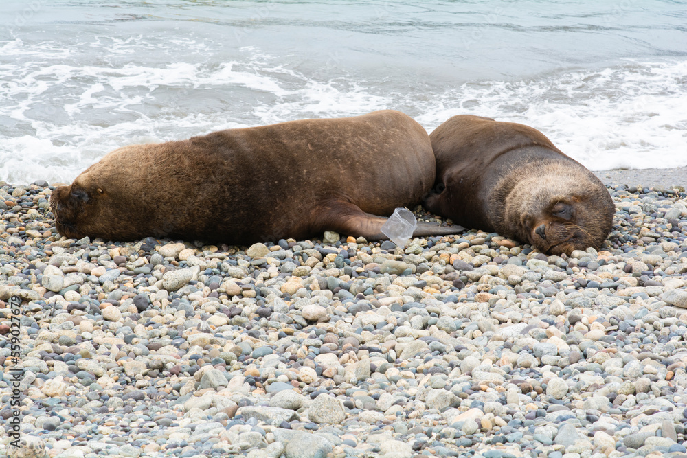 Obraz premium sea lions on a beach