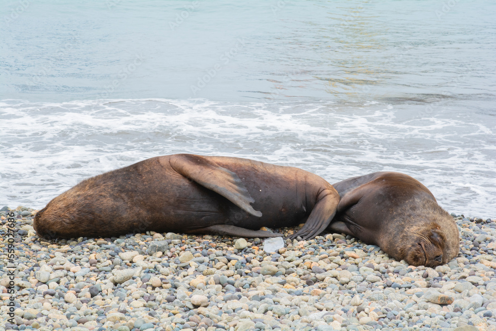 Fototapeta premium sea lion on the beach
