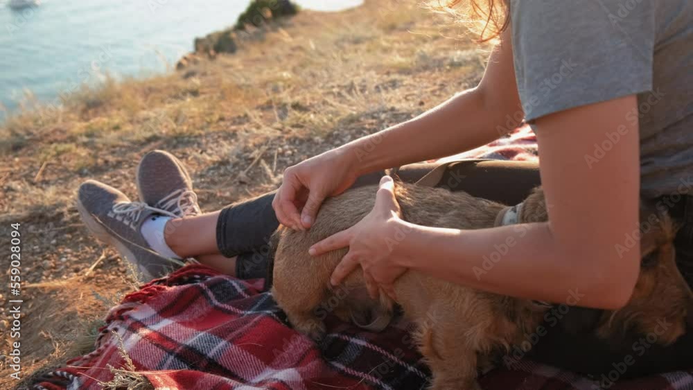 dog trimming. girl trims a dog in nature. Slow motion, closeup
