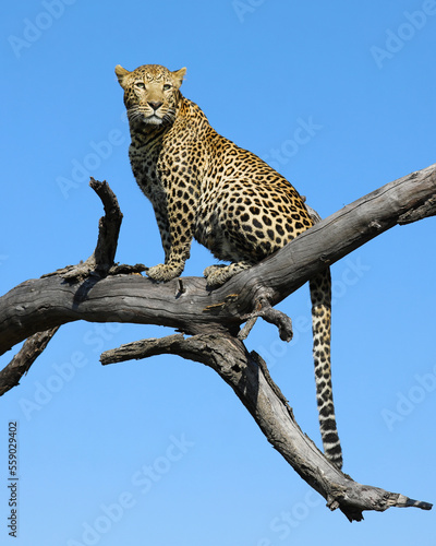 leopard in the tree