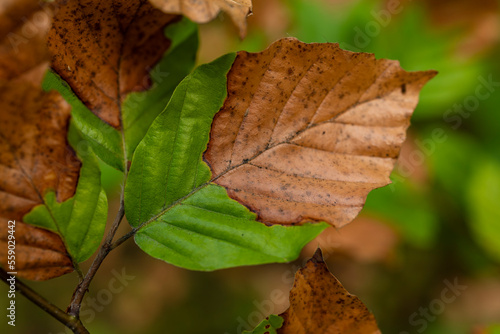 Partially dry green and brown foliage of a beech tree after a very dry summer in Germany