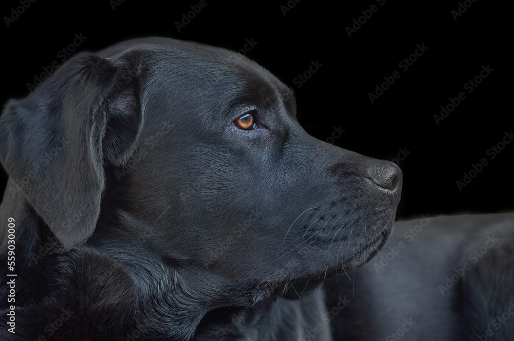 Fototapeta premium Profile of a black labrador retriever dog. A young dog on a black background.