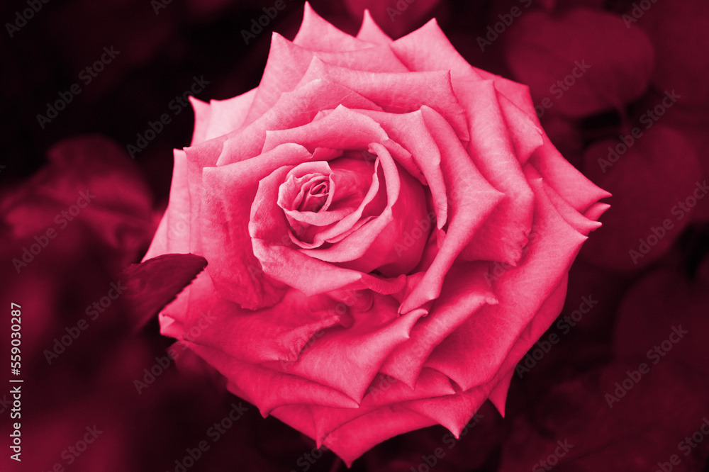 Beautiful pink rose in the garden. Beautiful pink rose in the garden.