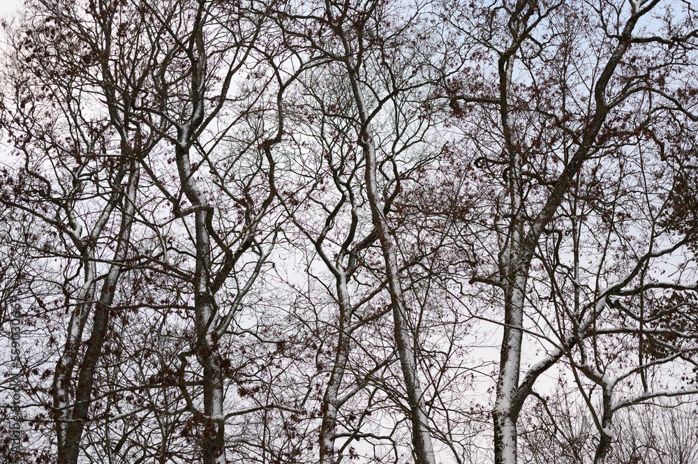 Forest network of branches, stems and twigs in winter Forest network of branches, stems and twigs in winter