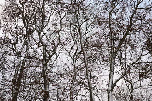 Forest network of branches, stems and twigs in winter