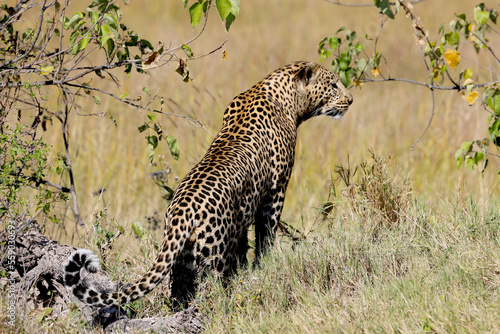 leopard in Africa hunting photo