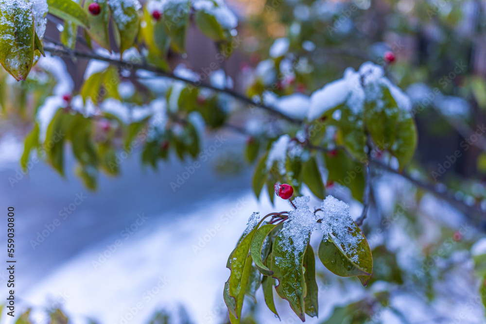 枝に雪が積もった、赤い実をつけた木