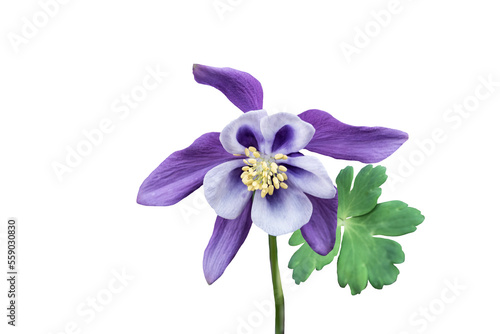 Purple columbine flower isolated on white background