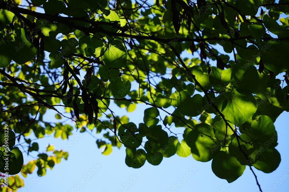 Tree branches with green leaves 