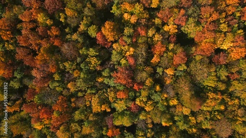 Goldener Herbstwald, Indian Summer