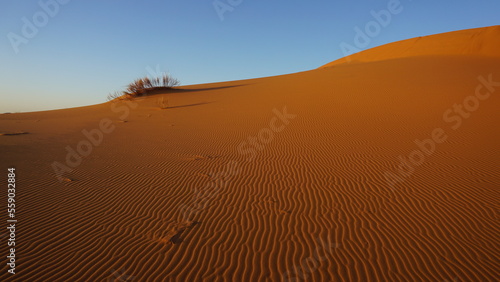 Cluster of dry grass on a rippled sand dune of the western Sahara desert near Merzouga  Morocco at sunset.