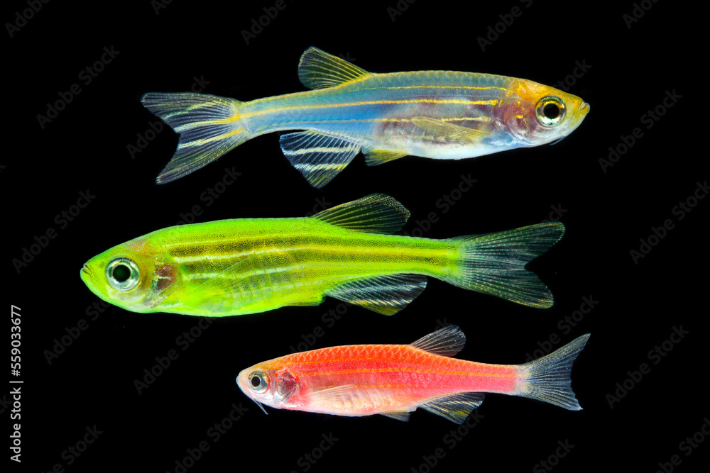 Fototapeta premium colorful aquarium fish zebrafish isolated on black background.