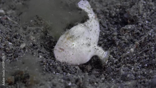 The white frog fish hid among the algae growing on the black sand.
Hispid Frogfish (Antennarius hispidus) 20 cm. ID: dark lines radiating from the eyes. White, oval-shaped lure is used to attract prey photo