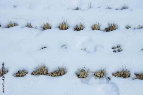 雪が積もった稲刈り畑