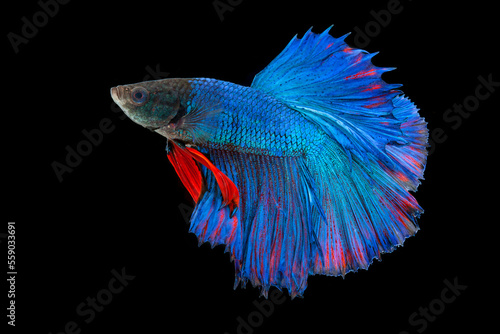 blue and red betta fish isolated on black background.
