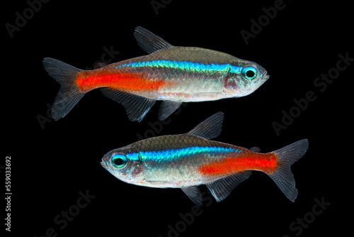 neon tetra lampfish with a shining blue-red stripe on black background.