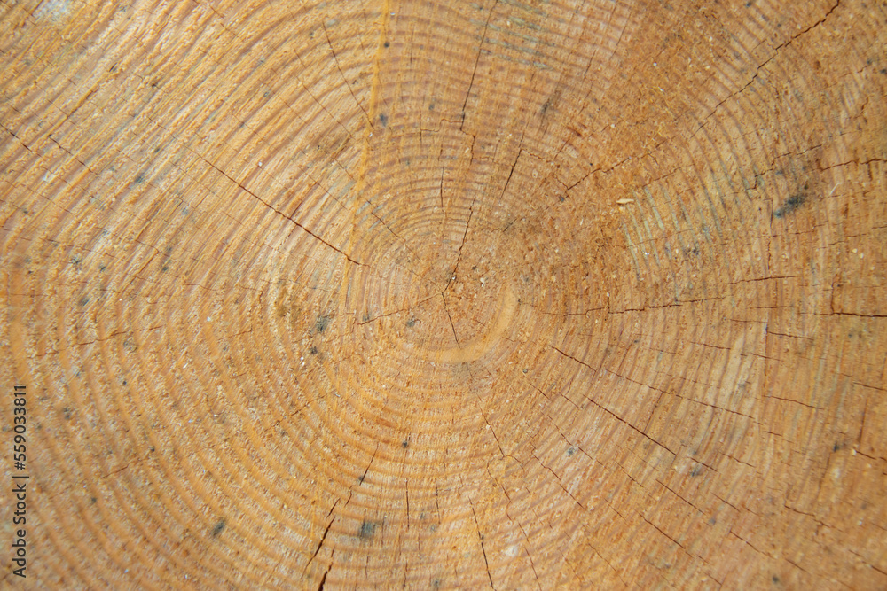 Naklejka premium 丸太の断面