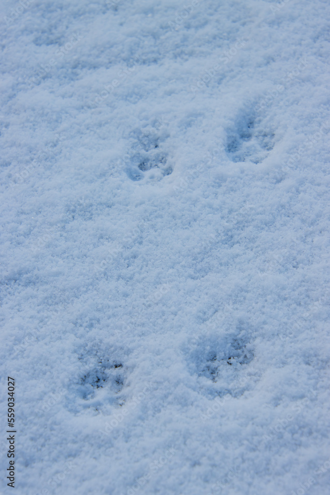 雪に残る犬の足跡