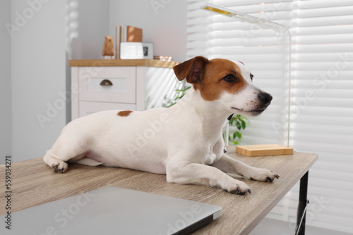 Cute Jack Russell Terrier dog on desk in home office © New Africa