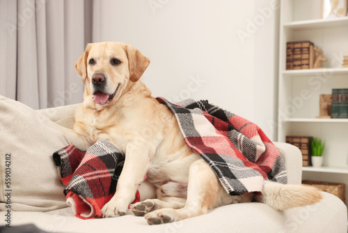 Cute Labrador Retriever with plaid on sofa at home