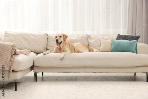 Modern living room interior. Cute Golden Labrador Retriever on couch