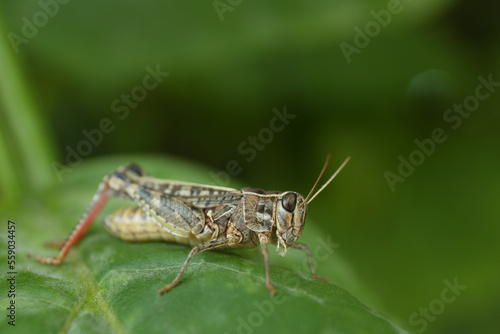 Common grasshopper on green leaf outdoors. Wild insect