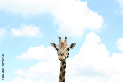 Beautiful spotted African giraffe against blue sky © New Africa