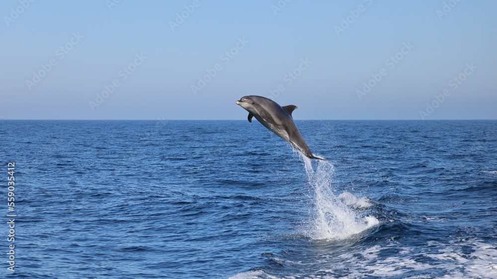 dolphin jumping out of water, dolphin jumping, bottlenose dolphin	
