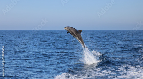 dolphin jumping out of water, dolphin jumping, bottlenose dolphin