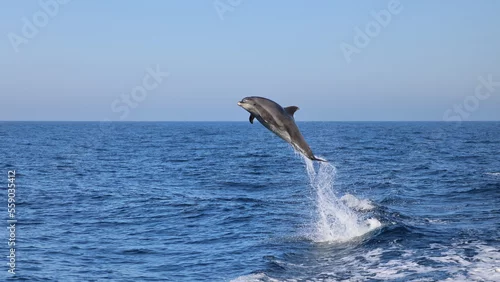 Fototapeta dolphin jumping out of water, dolphin jumping, bottlenose dolphin	