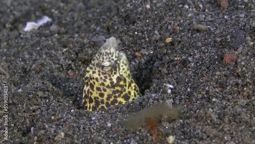 Sea eel buried in the sand. It breathes rapidly by passing water through its mouth and gills.
Marbled Snake Eel (Callechelys marmorata) 100
cm. ID: white or yellowish, with dark blotches. photo