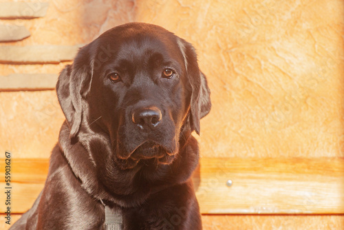 Labrador retriever dog on a beige background in sunlight. Portrait of a black dog, a puppy.