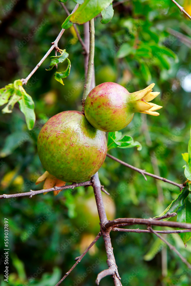 Pomegranate tree with ripe fruits on nature Pomegranate tree with ripe fruits on nature