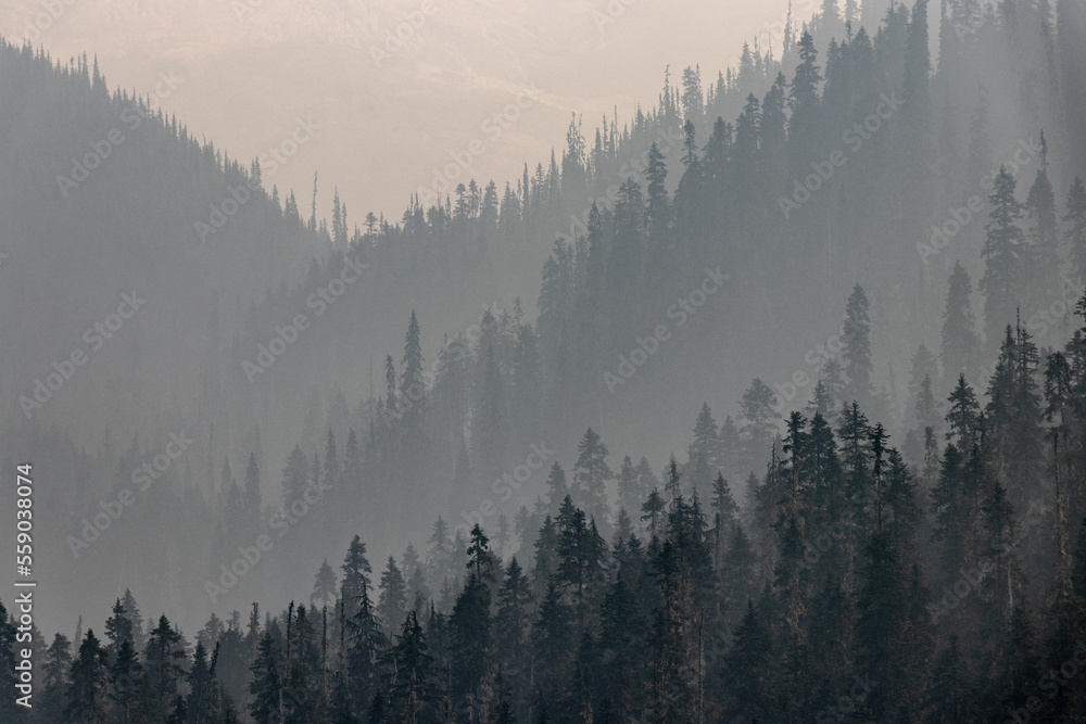 Naklejka premium forest with smoke from forest fires in the summer in the rocky mountains in canada