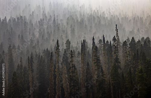 forest with smoke from forest fires in the summer in the rocky mountains in canada