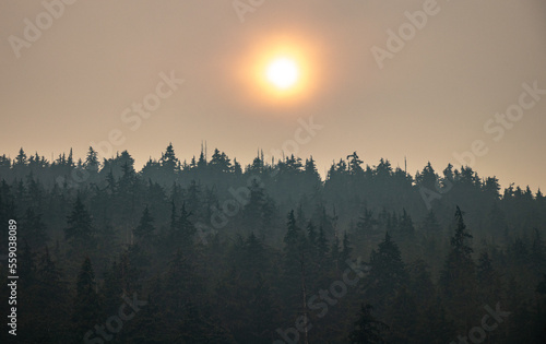 forest with smoke from forest fires in the summer in the rocky mountains in canada