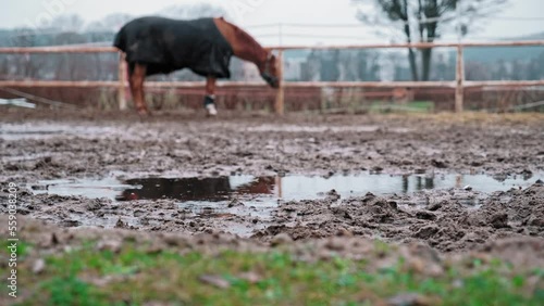 Beautiful Horse Standing in Muddy Paddock on Rainy Day