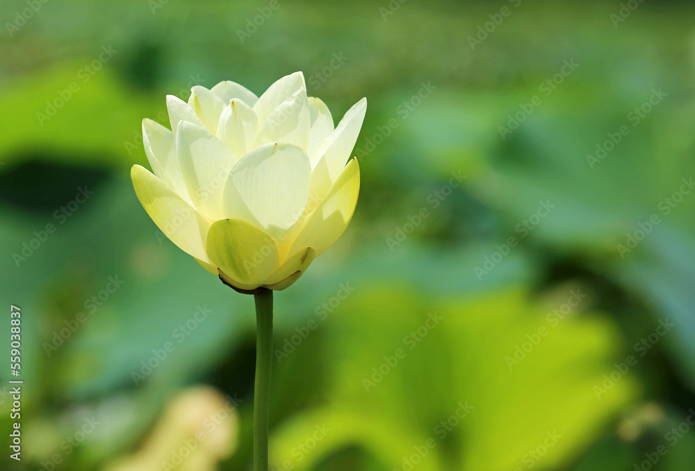 Lotus flower