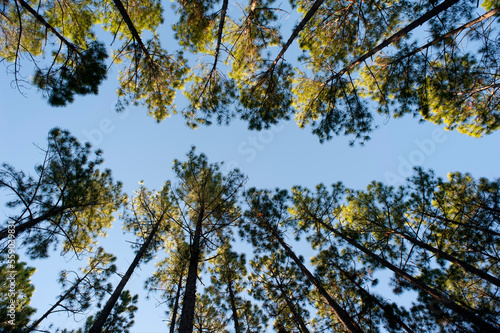 Rows of trees in a plantation viewed from below