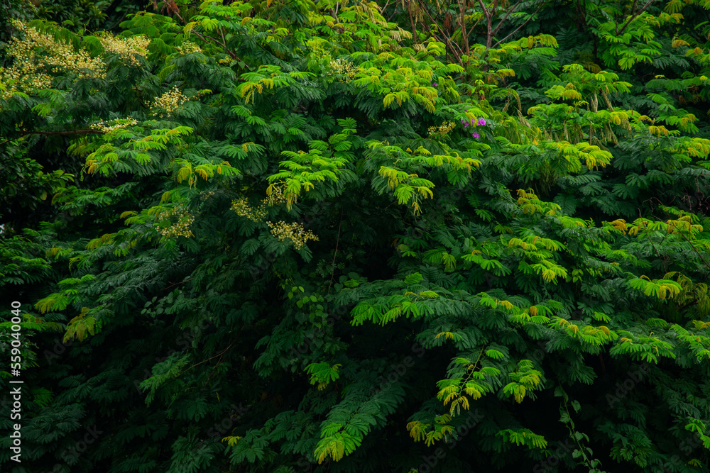 A wide variety of colors and ample plant and wildlife in the tropical city of San Pedro Sula, Honduras A wide variety of colors and ample plant and wildlife in the tropical city of San Pedro Sula, Honduras