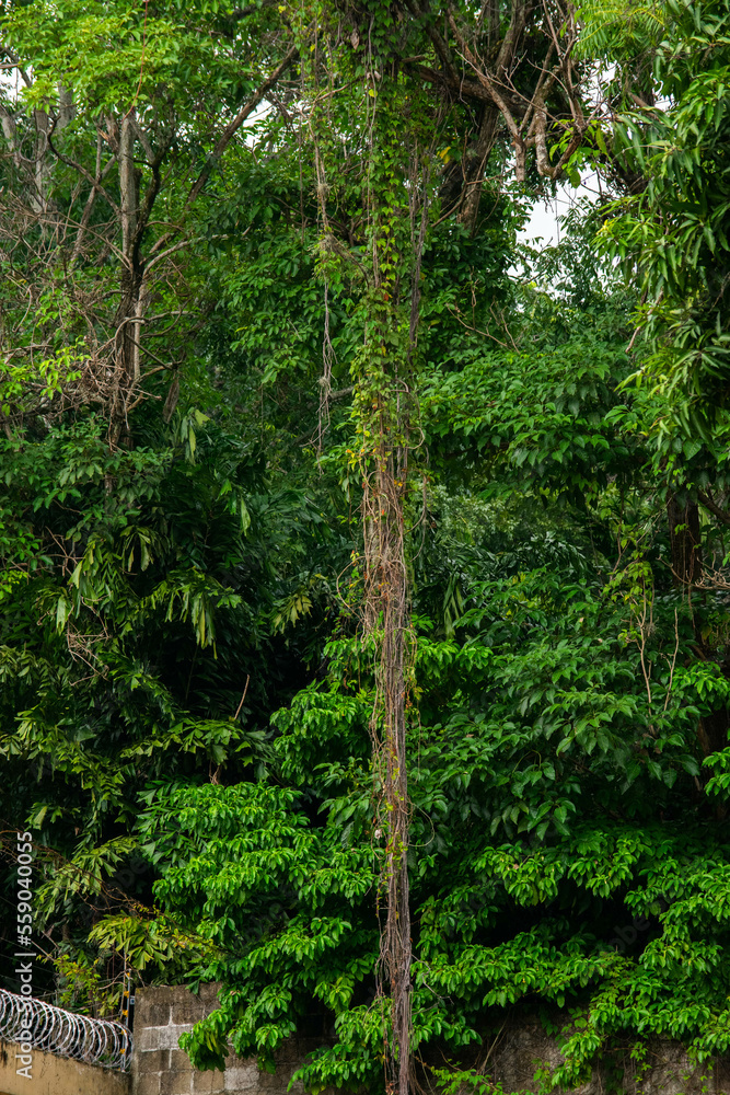 Obraz premium A wide variety of colors and ample plant and wildlife in the tropical city of San Pedro Sula, Honduras