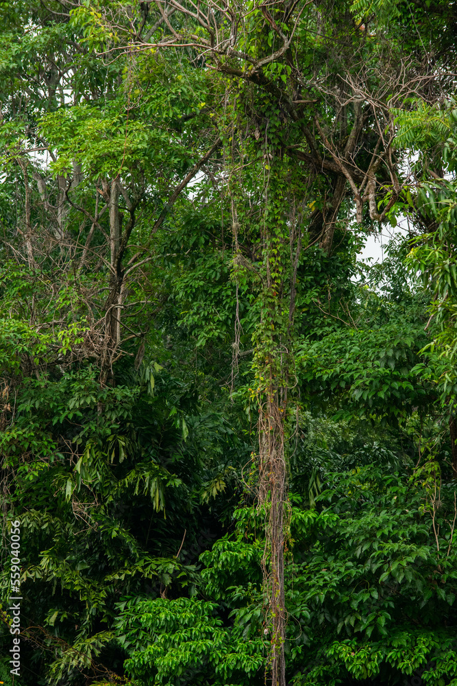 Obraz premium A wide variety of colors and ample plant and wildlife in the tropical city of San Pedro Sula, Honduras