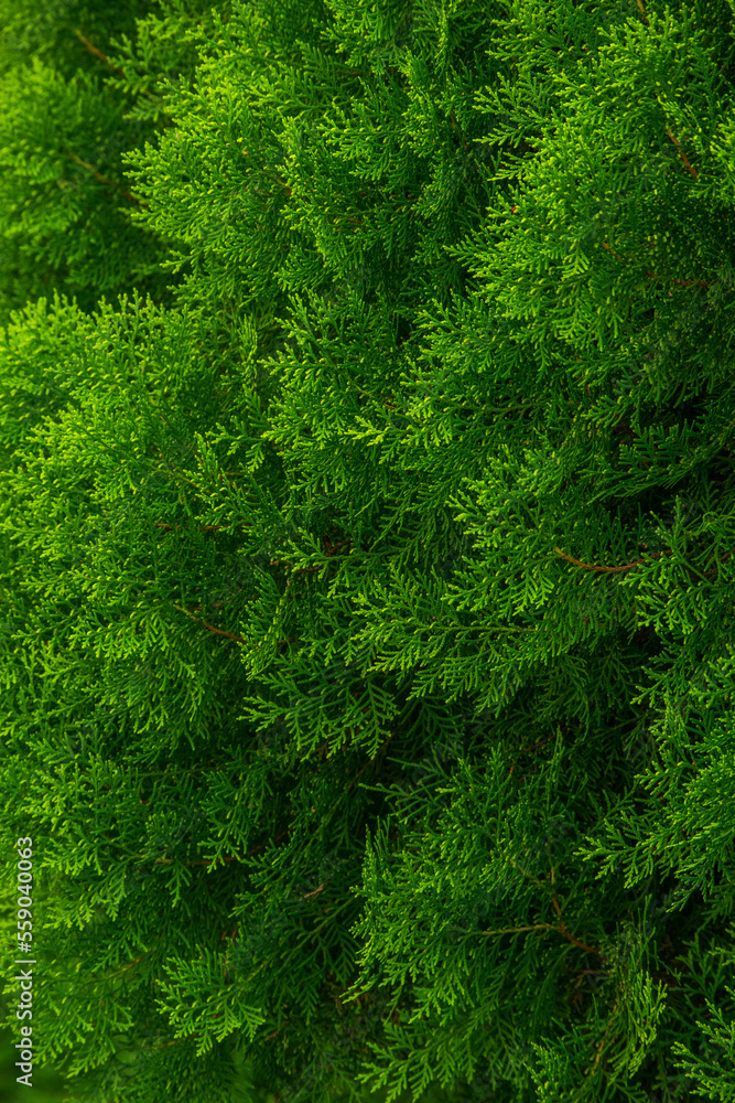 A wide variety of colors and ample plant and wildlife in the tropical city of San Pedro Sula, Honduras A wide variety of colors and ample plant and wildlife in the tropical city of San Pedro Sula, Honduras