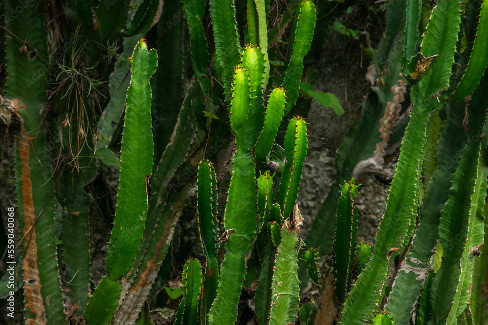 A wide variety of colors and ample plant and wildlife in the tropical city of San Pedro Sula, Honduras A wide variety of colors and ample plant and wildlife in the tropical city of San Pedro Sula, Honduras