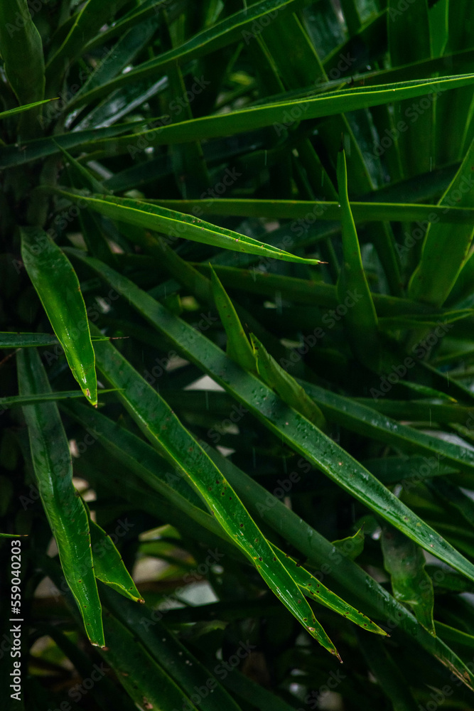 A wide variety of colors and ample plant and wildlife in the tropical city of San Pedro Sula, Honduras A wide variety of colors and ample plant and wildlife in the tropical city of San Pedro Sula, Honduras