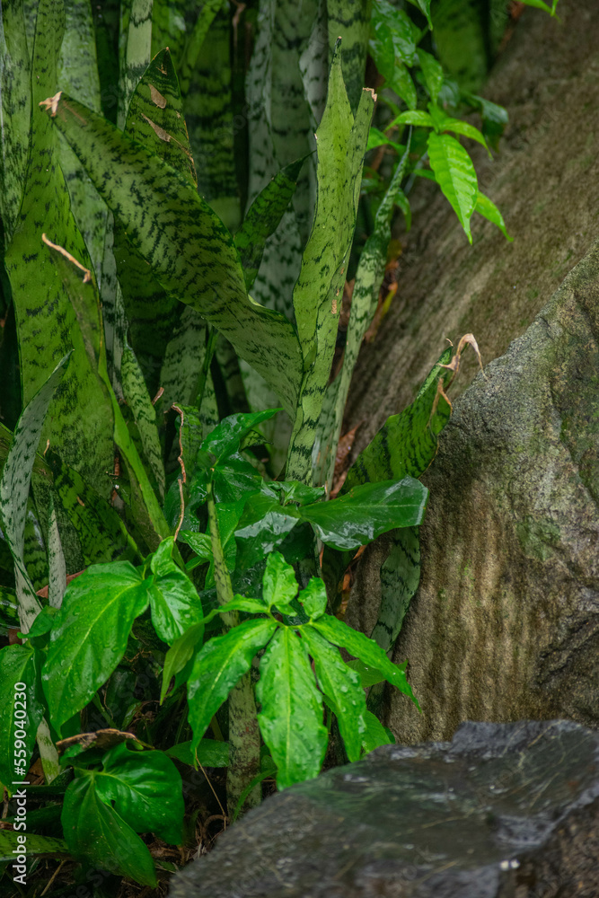 A wide variety of colors and ample plant and wildlife in the tropical city of San Pedro Sula, Honduras A wide variety of colors and ample plant and wildlife in the tropical city of San Pedro Sula, Honduras