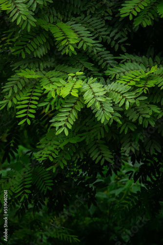 A wide variety of colors and ample plant and wildlife in the tropical city of San Pedro Sula, Honduras